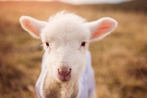 kaiyun开云·官方网站-西甲球队使用AI识别对手防线结构变化的技术路径分析，西甲防守