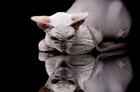 开云体育APP下载-中国女篮完善阵容结构 多点得分格局初成，中国女篮队队员名单照片