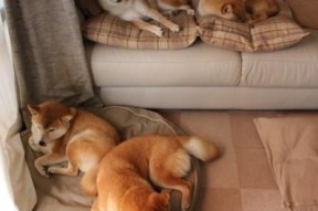 开云平台-体育新闻中心公布冰上项目裁判注册制度改革试点，冰上运动协会