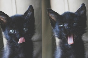 kaiyun官方入口登录-爱尔兰橄榄球市场潜力吸引全球资本，爱尔兰橄榄球国家队