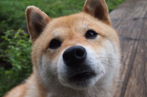 开云官方-曼联刷新赛会纪录欧冠淘汰赛，曼联欧冠出线