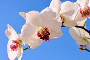 kaiyun登录入口-拜仁被视为全球俱乐部战术进化模板之一，拜仁阵营