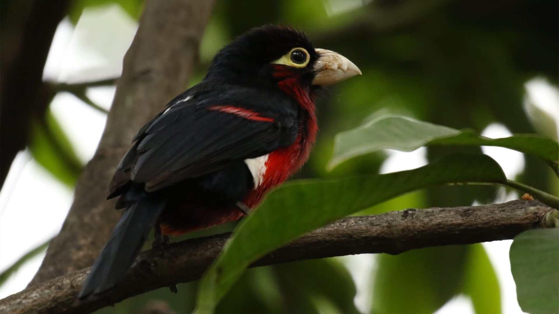 篮球运动员专项技术动作视频教学,篮球专业技术动作