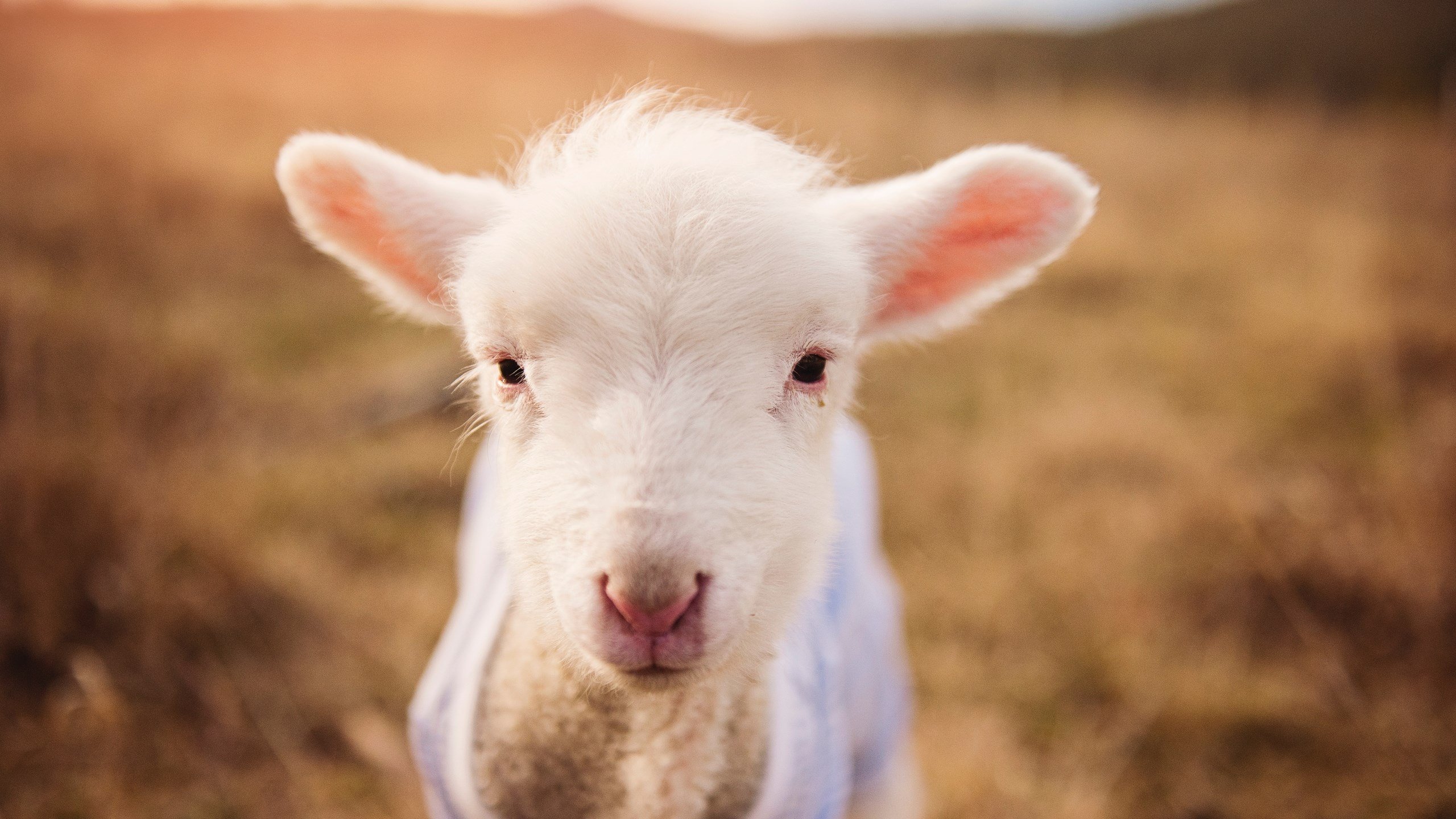 西甲球队使用AI识别对手防线结构变化的技术路径分析,西甲防守