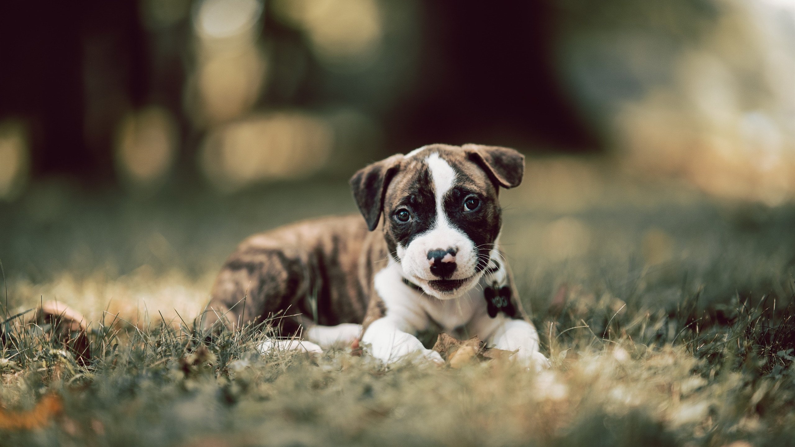 运动项目分级教学在小学体育课堂中的实践路径,大中小学体育运动技能等级标准