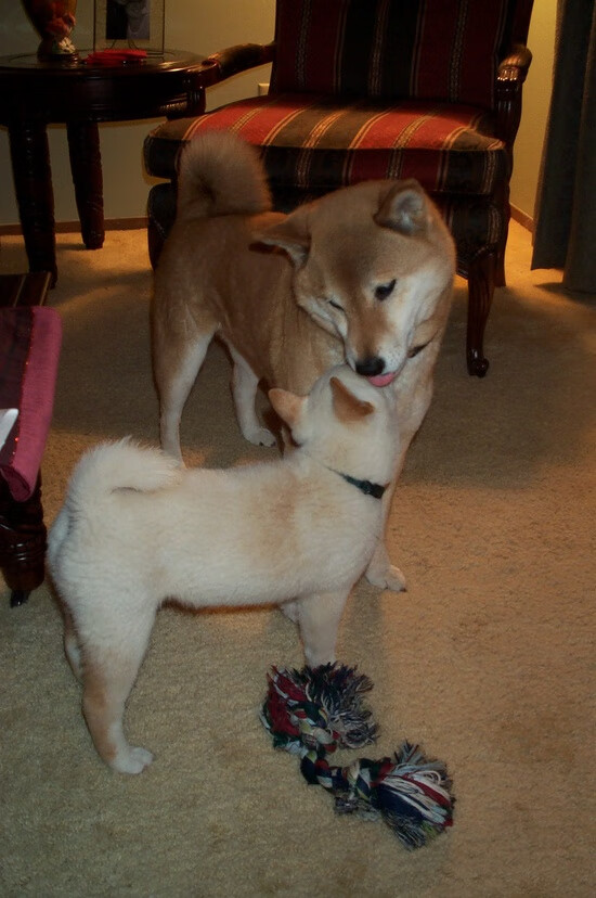 博卡队长带头拼搏,展现斗志,博卡vs