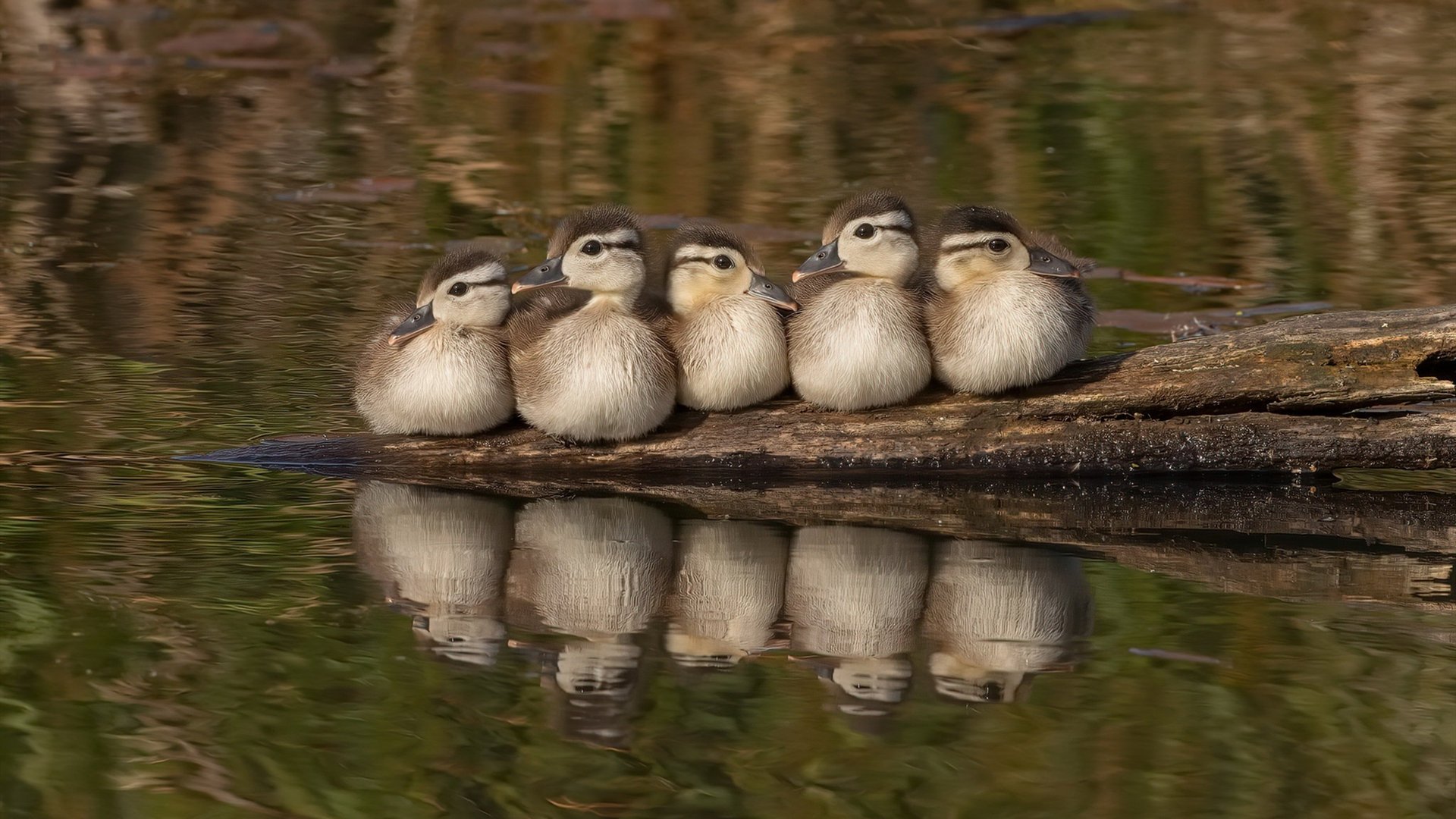 国际米兰整体强度上升构建稳固后场,国际米兰tifo
