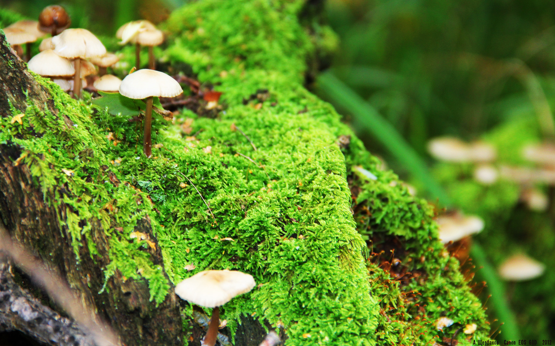 埃及队未来展望:发挥团体优势,迎接更大挑战,埃及球队实力