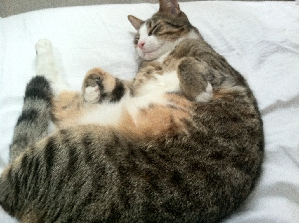 足球产业链发展不平衡现象加剧,足球相关产业