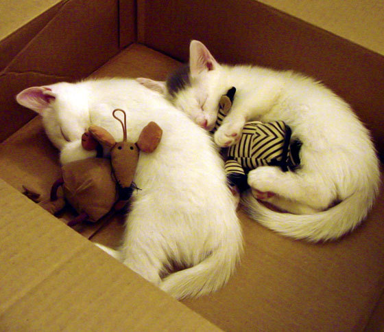 “帕布罗·马特拉的精神领袖作用,让阿根廷美洲狮队战斗力爆发”