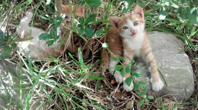 世界杯历史上的传奇球员,世界杯历代记