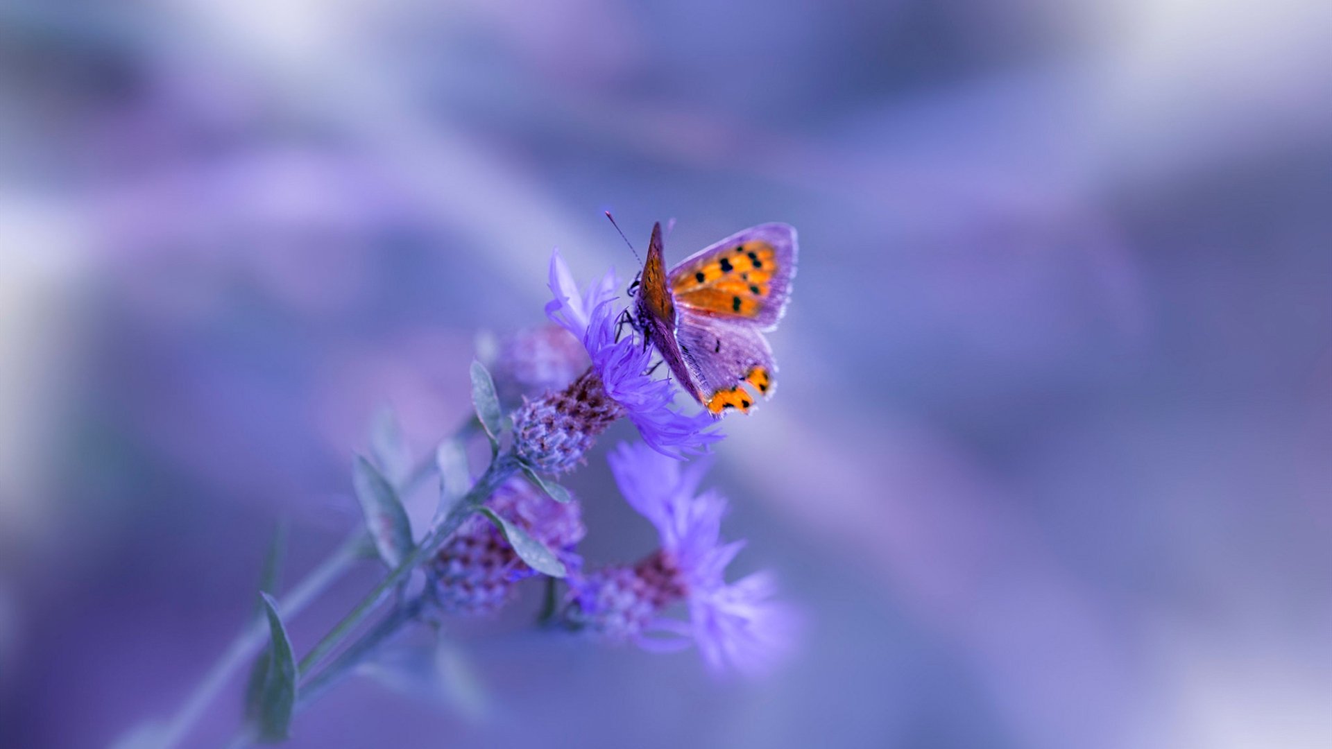 中国足球国家队强化中后场防守协同机制,足球中后卫防守技巧一对一视频