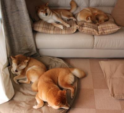 体育新闻中心公布冰上项目裁判注册制度改革试点,冰上运动协会