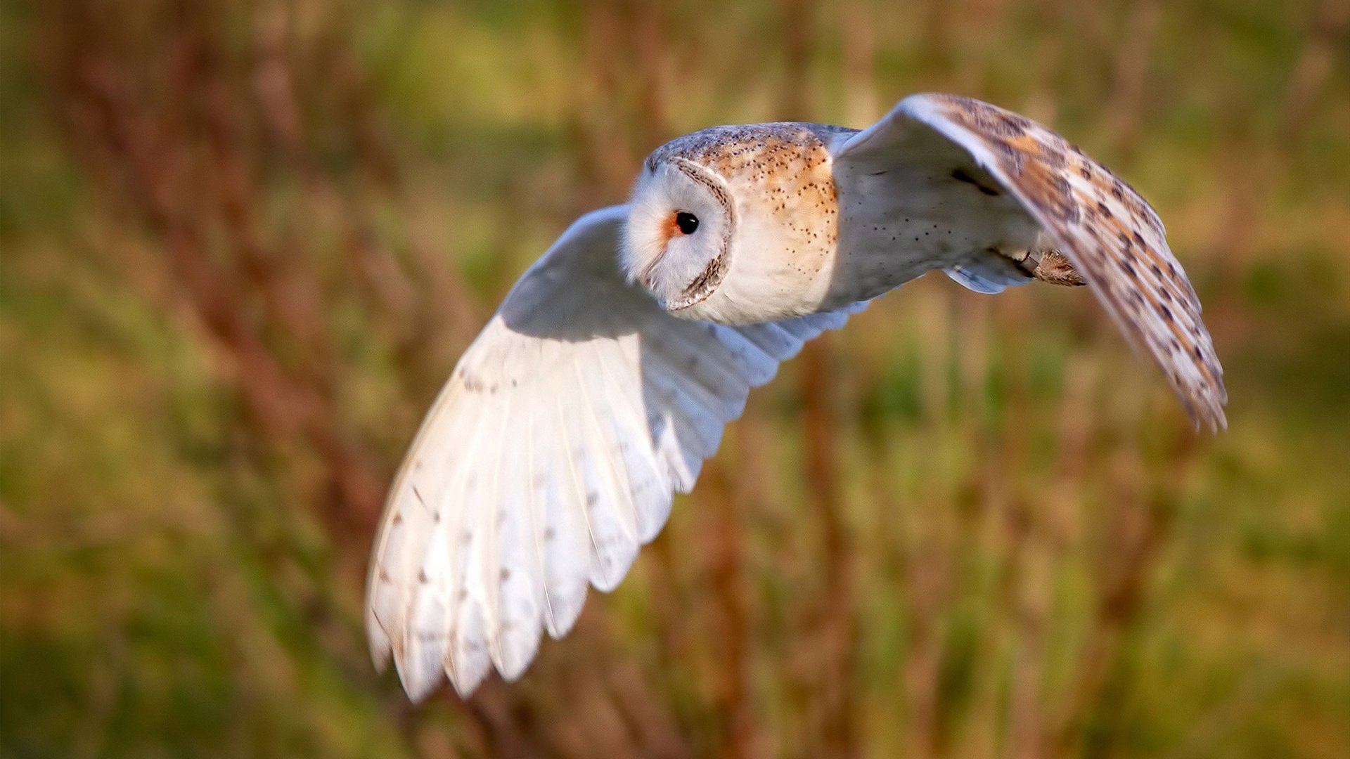 国外退役教练受聘,带来多国联防理念融合,国外退役运动员