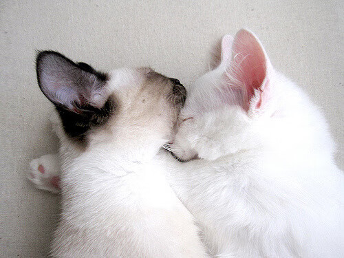 城市篮球节大型快闪活动吸引民众广泛参与传播体育精神,篮球文化节