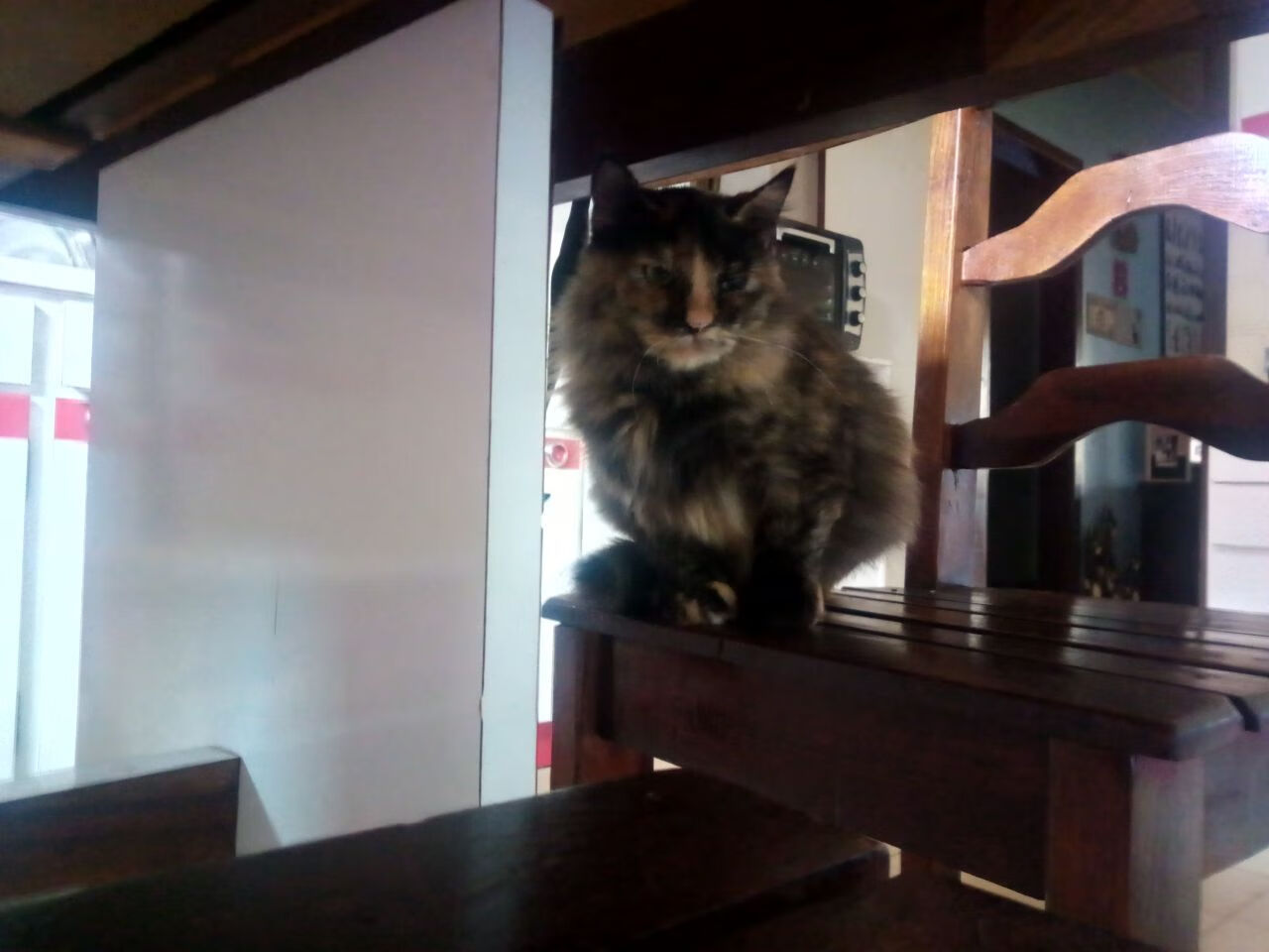 格鲁吉亚女篮在欧洲锦标赛中赢得佳绩,迈向国际新舞台,格鲁吉亚篮球赛