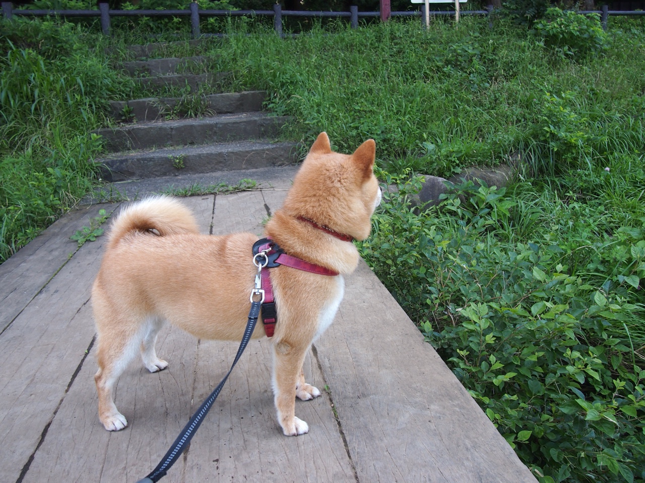 美洲杯精彩瞬间:逆境中缔造奇迹,美洲杯经典比赛