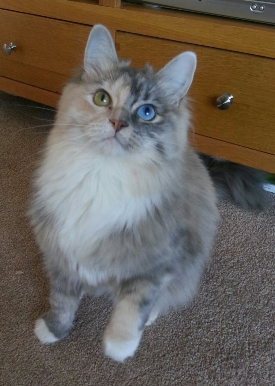 中国足球是否需要独立的足球文化推广机构，中国足球是否需要独立的足球文化推广机构